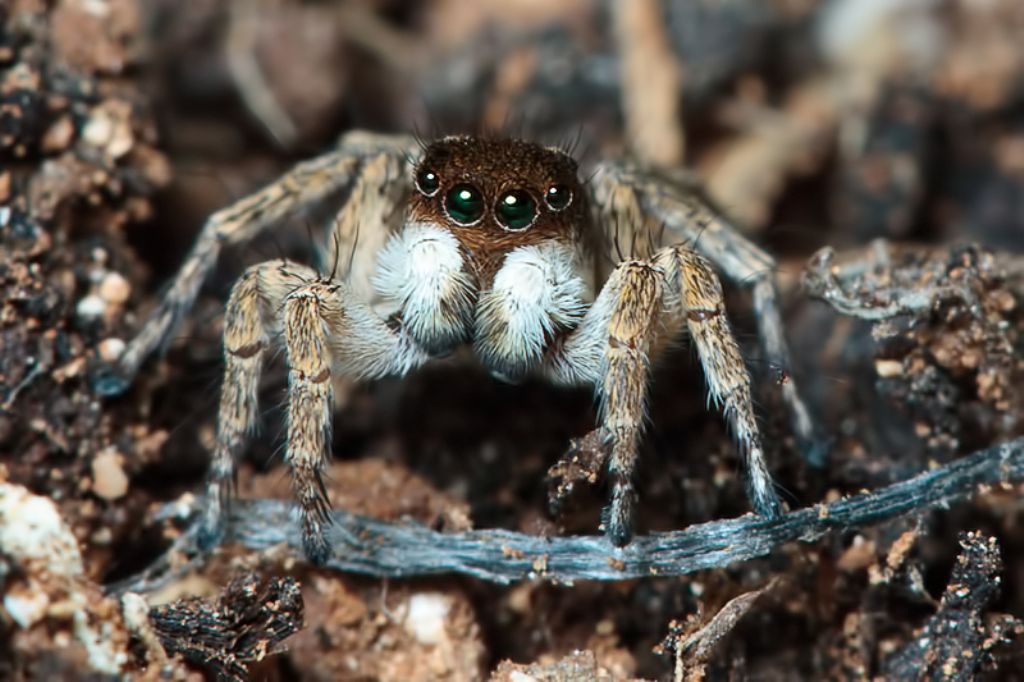 Aelurillus sp. - Malta